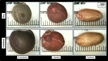 Representative micrographs (at 40X) of seeds of Okra, Kangkong, and Wheat before and after imbibition with PAW.