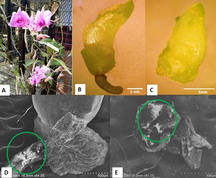 The Dendrobium bigibbum. A) in situ; B) seedling stage under dissecting microscope; C) rhizoid stage under dissecting microscope; D) seedling with fungal colonization on the root under scanning electron microscope; E) rhizoid stage with fungal colonization at the protocorm under scanning electron microscope