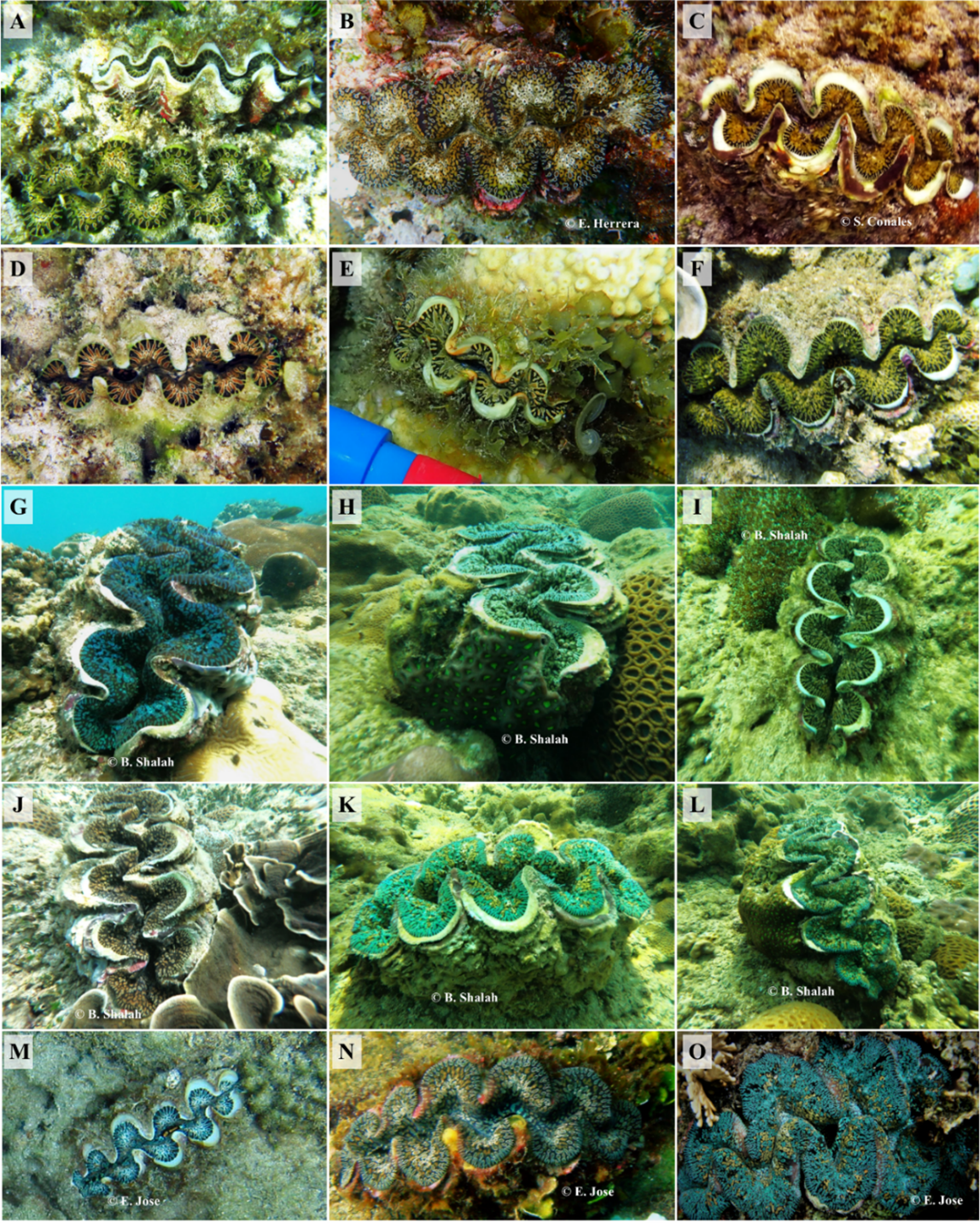 Images of Tridacna noae from various reefs of Palawan. A-D – Macarascas, PPC; E – Bagong Bayan, PPC; F – Apurawan, Aborlan; G-H – Panitian, Quezon; I – Punta Baja, Rizal.