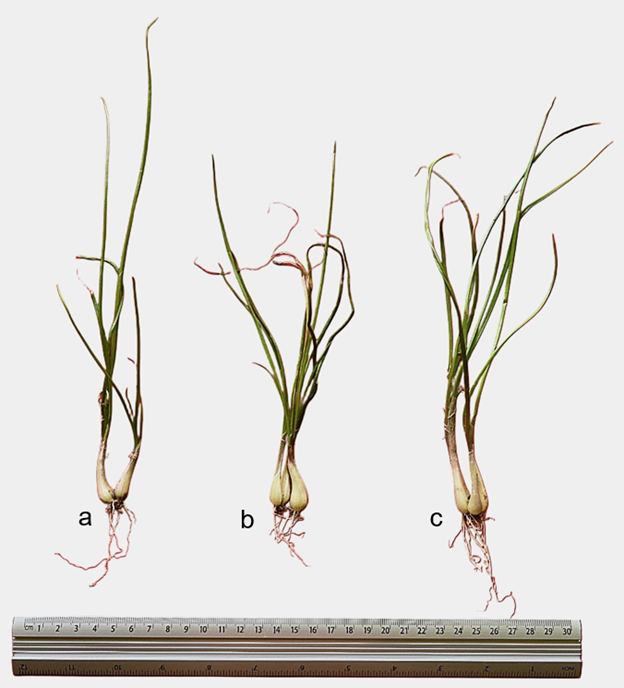 “Sibujing” (Allium chinense G.Don) samples from (a) Amai Manabilang, Lanao Del Sur (b) Parang, Maguindanao del Norte and (c) Rangayen, Alamada, Cotabato.
