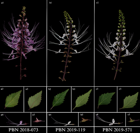 Morphological variations of Orthosiphon aristatus accessions.