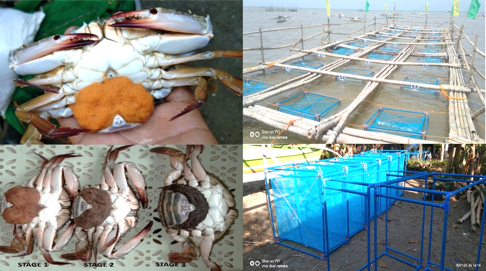 Blue swimming crab spawner (Portunus pelagicus) used in the study, caught in the coastal area of Barangay Bocana, Ilog, Negros Occidental, Philippines. The net cage system with a floating bamboo frame, where the polyvinyl chloride cage frame holds the net cage for spawning of the blue swimming crab. The net cage is tied to the polyvinyl chloride pipe frame for individual blue swimming crab spawners, demonstrating the construction for isolated rearing. Egg development stages of the blue swimming crab spawners, visually categorized by color: Stage 1 (yellow or orange-yellowish), Stage 2 (brown), and Stage 3 (black-grey or black).
