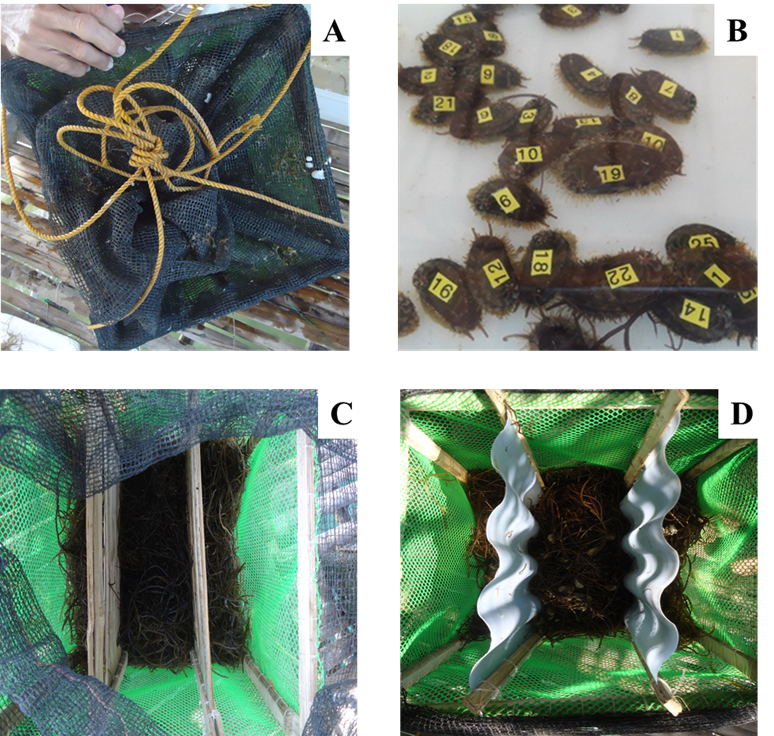 . Photographs of the (A) covered meshed cage with rope for attachment to a bottom platform, (B) tagged abalone juveniles used in the experiment, and (C) bamboo substrates and (D) PVC substrates placed inside the cage.