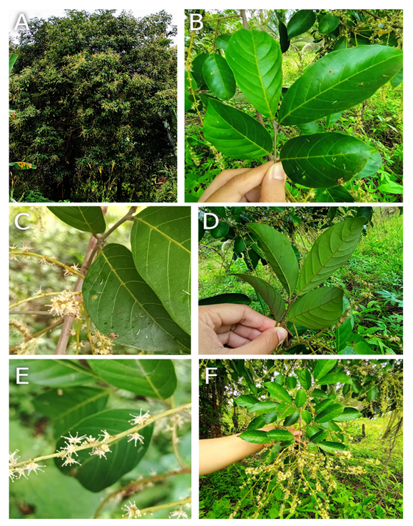 Morphological characteristics of the “duro” leaves.