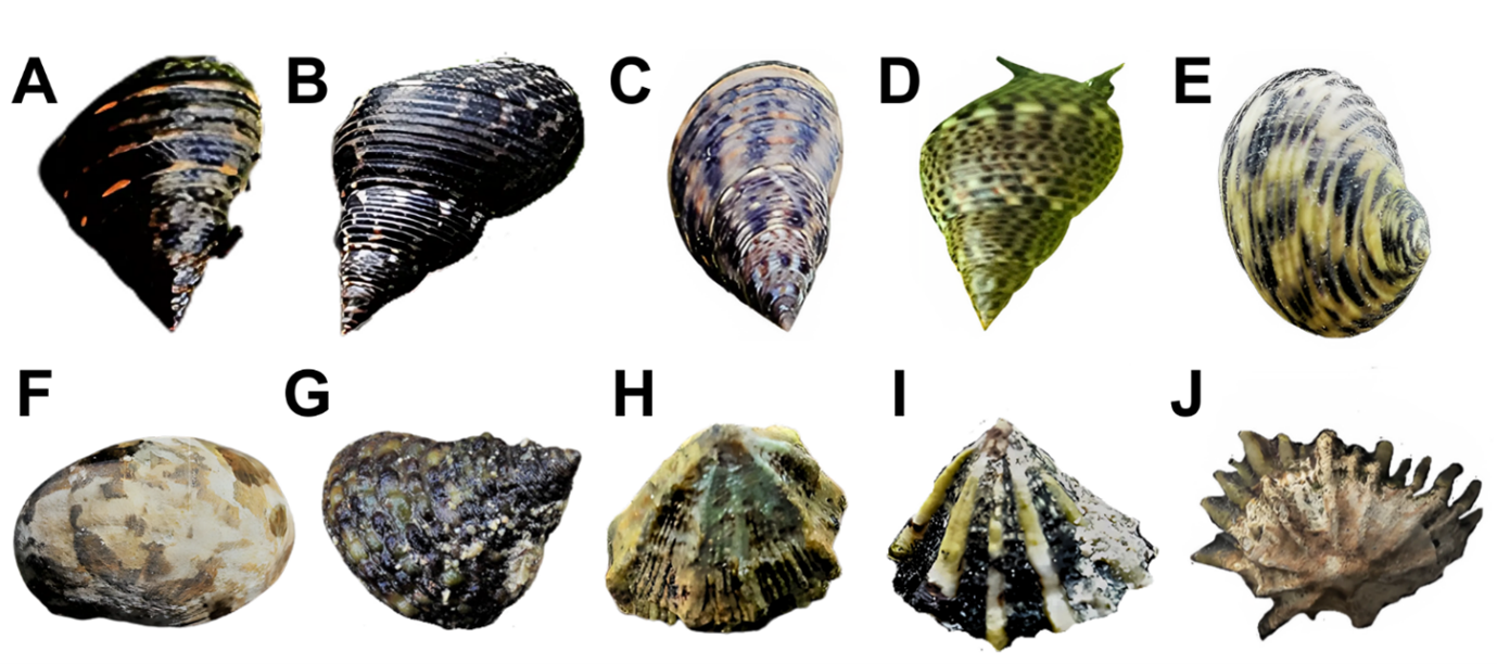 The various species found in the mangroves: Littoraria bengalensis (A), Littoraria scabra (B), Littoraria carinefera (C), and Littoraria intermedia (D), Nerita undata (E), Nerita albicilla (F), Monodonta canalifera (G), Trochus maculatus (H), Siphonaria javanica (I) and Siphonaria sirius (J).